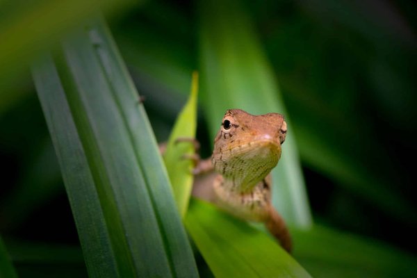 Les geckos à crête nécessitent-ils des soins spécifiques en captivité?