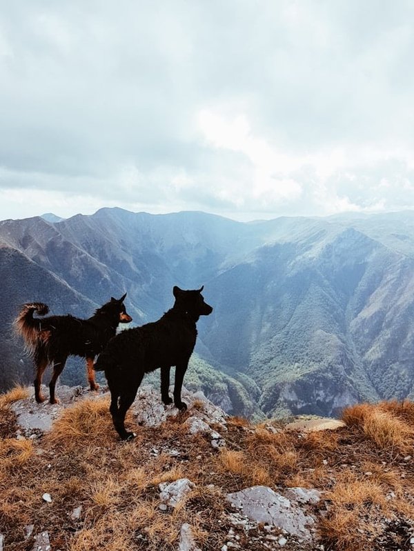 Quelles techniques peuvent calmer un chien de race Chien de montagne des Pyrénées pendant un orage?